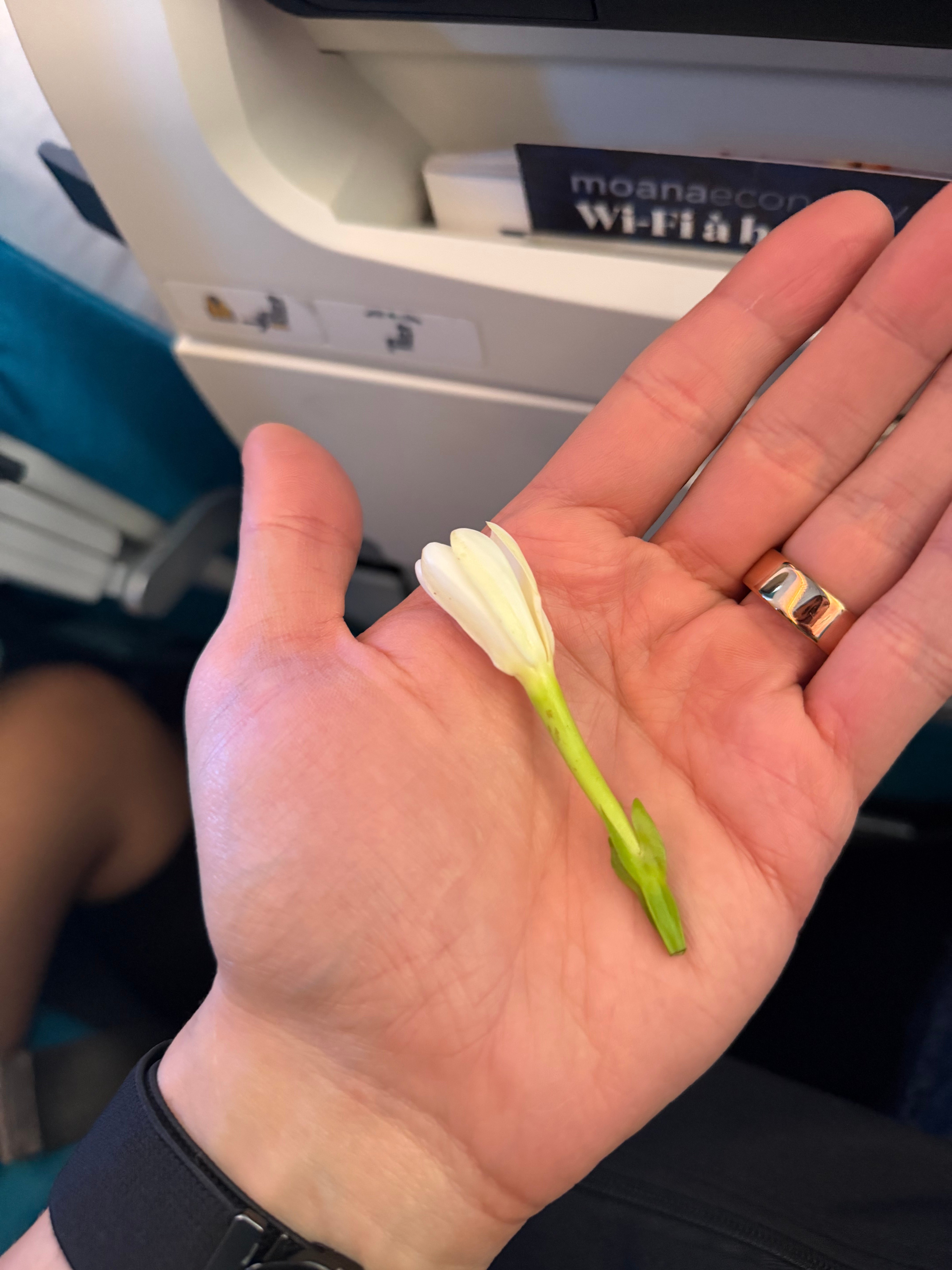 Fresh tiare flower handed to an Air Tahiti Nui passenger after boarding.