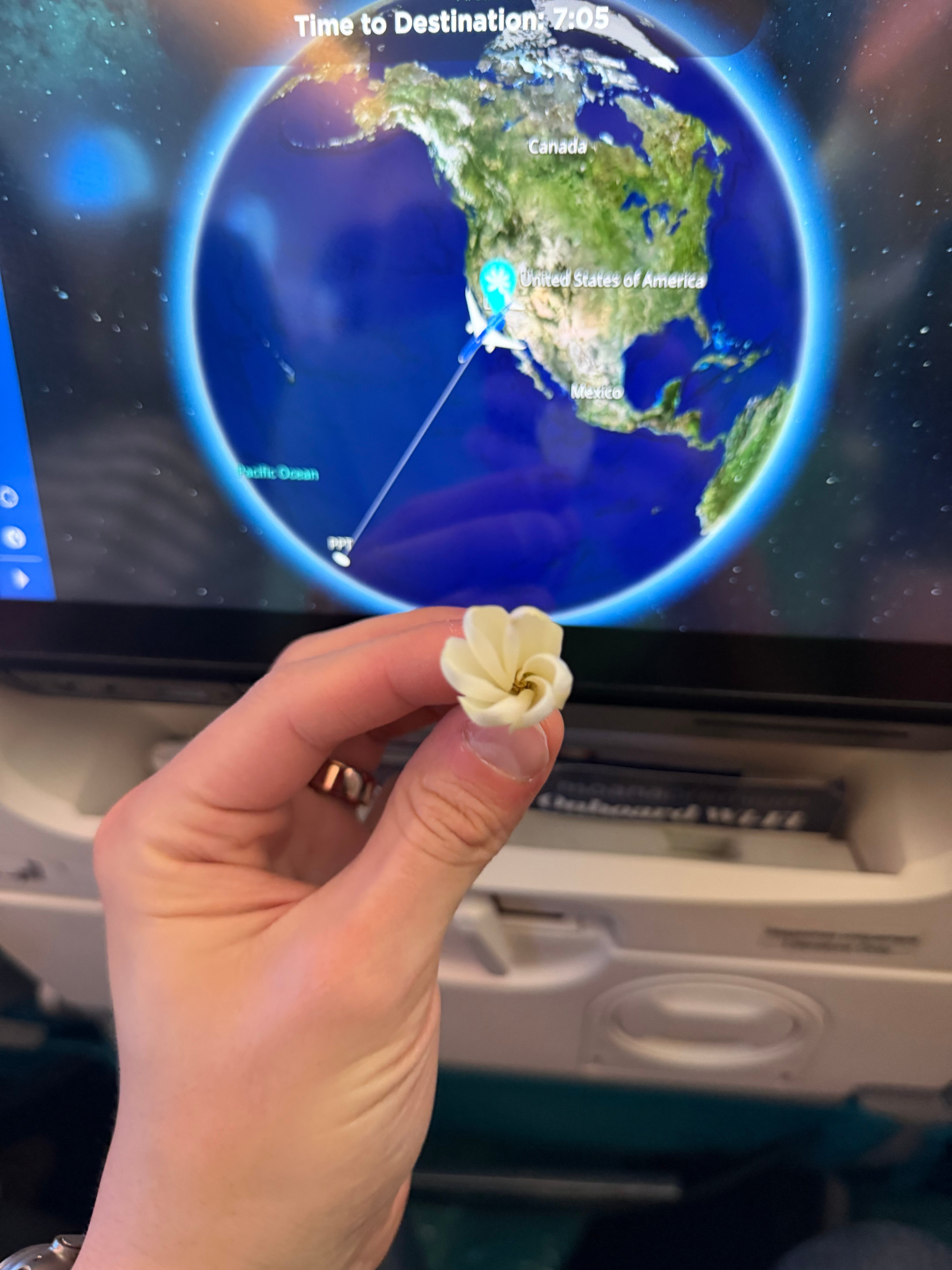 Tiare flower held in front of the Air Tahiti Nui seatback flight map.